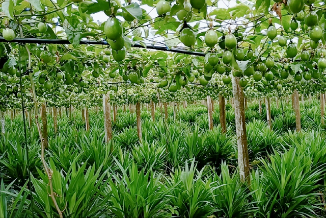 广西百香果“量大管饱”，我国为什么还要从越南进口百香果？