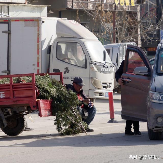 农民大哥种下7亩柏树，弃之不管，10年后成为取之不尽的发财地