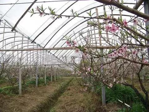 大棚油桃密植优质高产栽培技术