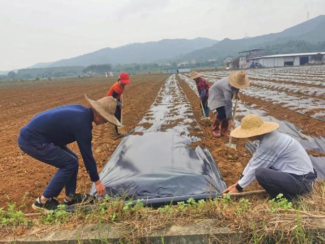 博罗试点推广金银花种植，农民亩收入达8千至1万元