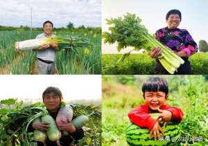 香芹种植(大葱、芹菜、萝卜、西瓜高产优收种植技巧，真实用赶紧收藏起来)