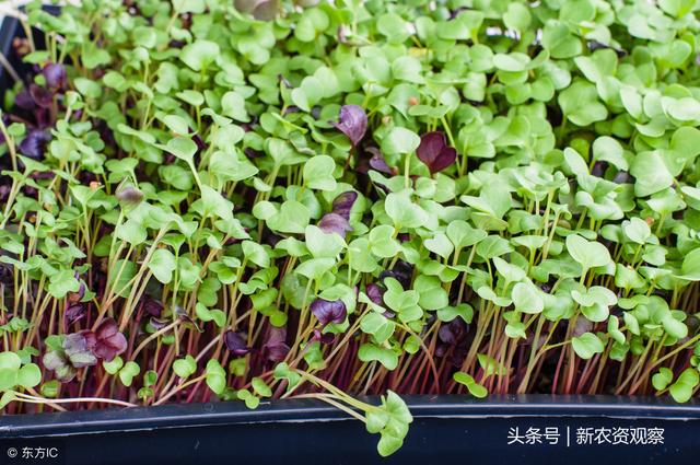 芽苗菜成冬季栽培首选：亩产值可达10万，7天即可出一茬！