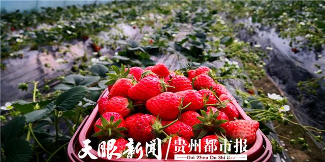 贵州花溪草莓上榜！全国公布32个草莓区域公用品牌