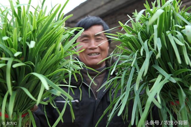 如何才能种植出高产、优质的韭菜！