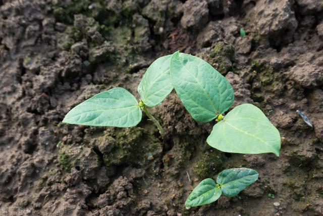 四季豆种植小常识