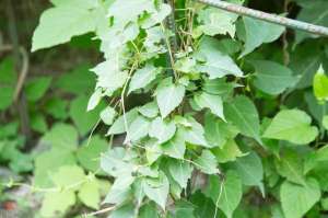 男人头发种植(何首乌的种植方法)