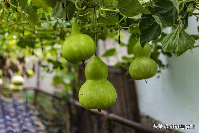 种植葫芦，5种方式增产，满园都是葫芦