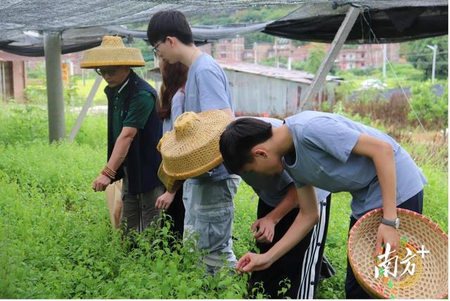 广药大学生在云浮田间地头创业，南药选育又有新突破