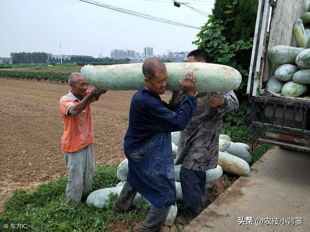 冬瓜怎样种植长得大、产量高？告诉你十个种植管理技巧