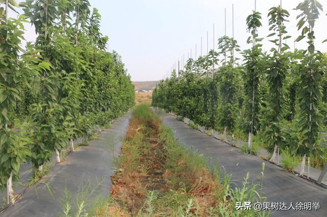 大樱桃栽培管理标准化都有些哪些技术，你学习了解了吗