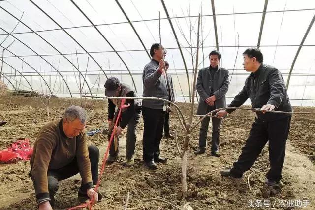 大樱桃栽培技术