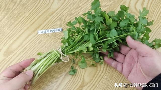 把香菜放进塑料瓶里，真是厉害了，多亏卖菜阿姨教我方法，涨知识