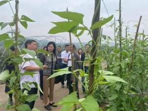 重庆市蔬菜种植(豇豆减药控残，江津菜农有“妙招”)