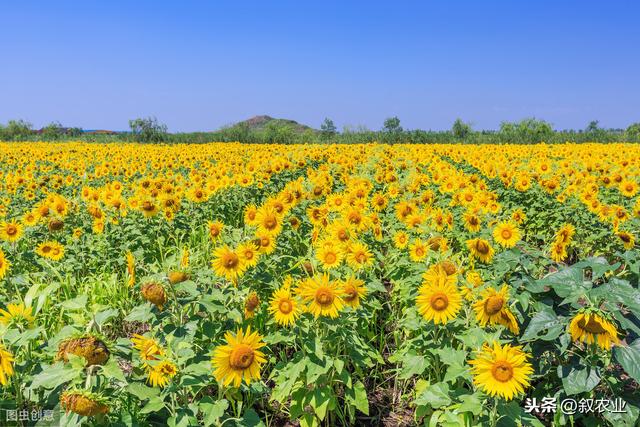 油葵栽培技术，种植方法教给大家，想要学习的别错过哟