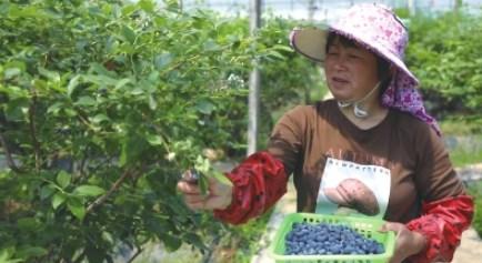 江北区本地种植蓝莓上市