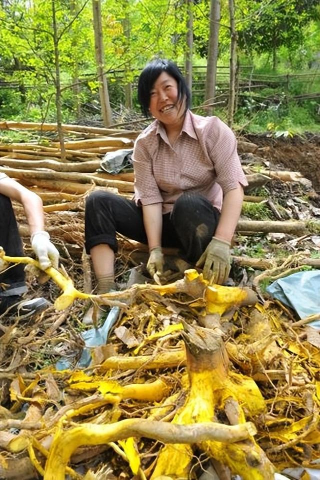 轻松赚钱！掌握这几种药材种植方法，边种植边赚大钱！