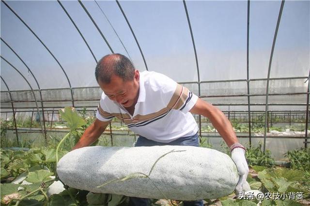 冬瓜怎样种植长得大、产量高？告诉你十个种植管理技巧