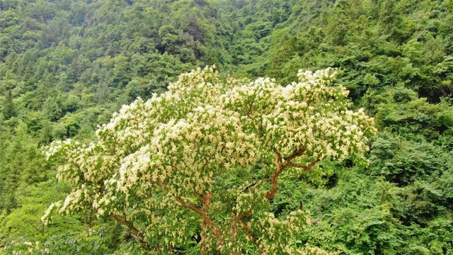 梵净山一棵千年紫薇树，每年脱一层皮，三年开一次花，但从不结籽