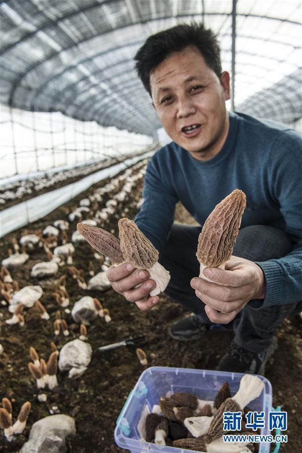 陕西渭南：栽培羊肚菌助村民增收