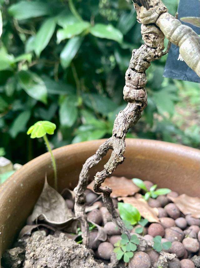 王老吉、五花茶、夏桑菊、板蓝根……你能想到的凉茶植物，这里都有！