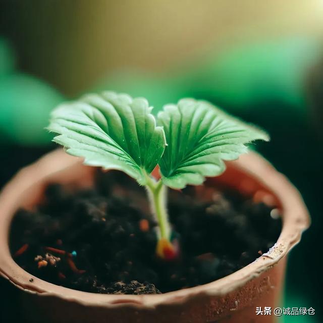 草莓种子的种植方法全过程