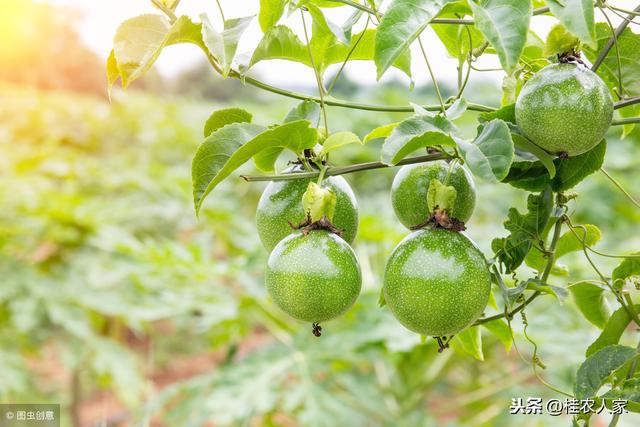 百香果苗木的繁育有四种方式，你会选择哪种百香果种苗来种植