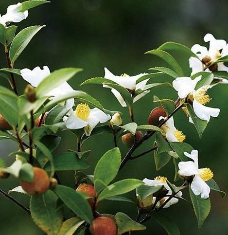 大山深处的“油茶树”，从开花到摘果，从开花到果熟需要一年之久