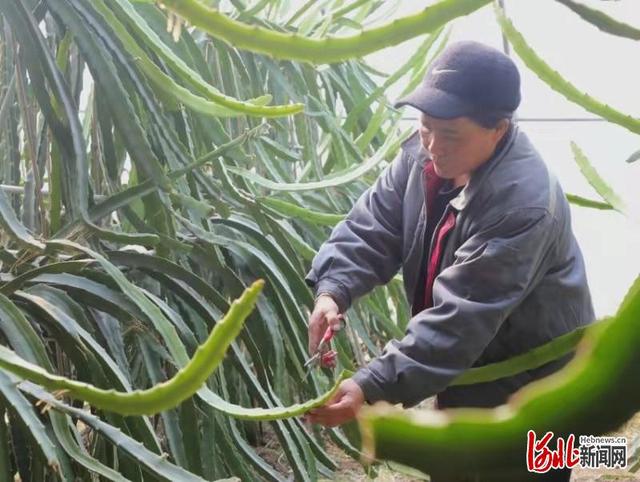 保定竞秀区谢爱民：种植火龙果 日子更红火