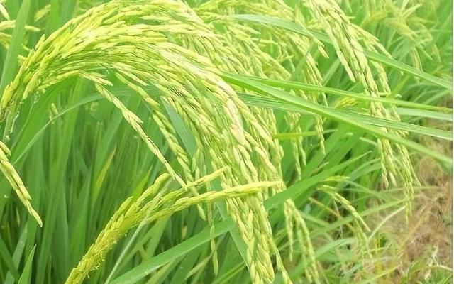 现代种植技术研究：草莓—水稻高效栽培技术