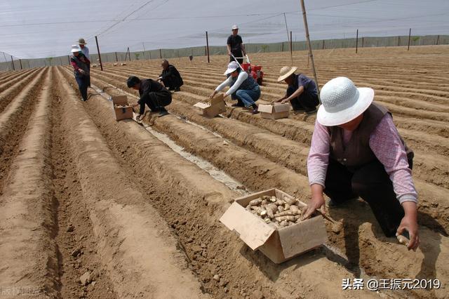 生姜臭了，也是个好机会，明年种10亩生姜，能收入100万元