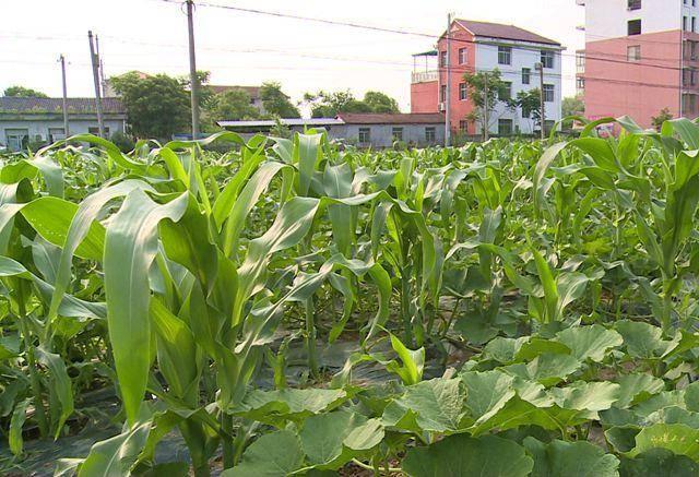 赤壁市两山投资公司：试种新农作 打造新样板