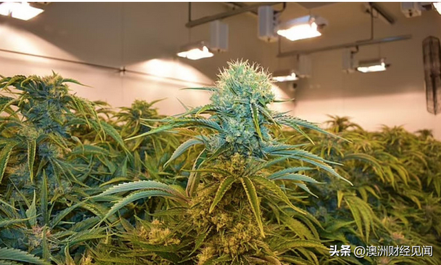 绿党提议大麻合法化！允许澳人在家中种植，政府可增收数百亿