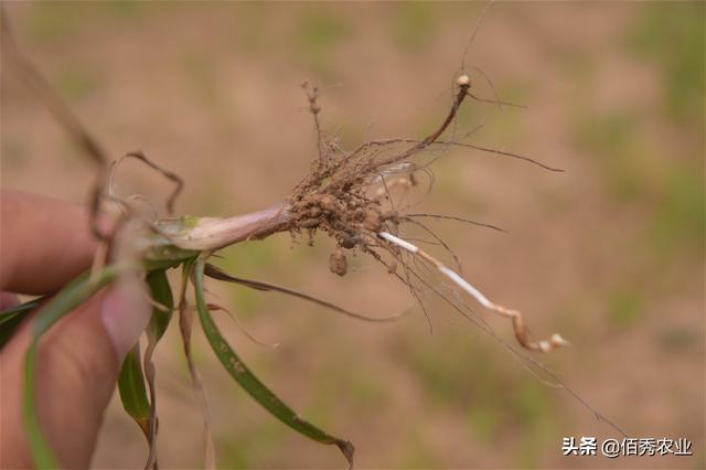 农村人种植中药材，杂草是头号敌人，如何防除有技巧