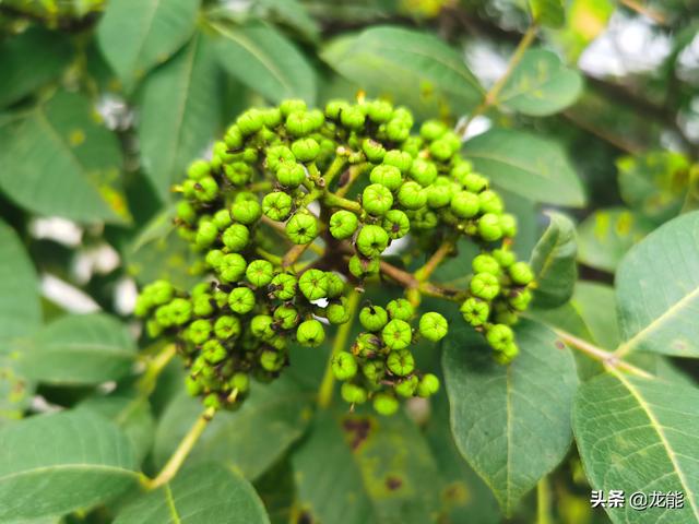 有一种“怪味”植物，有人说臭有人说辣，每亩利润高达到50000元