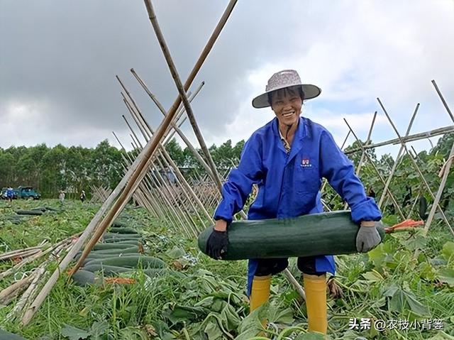 冬瓜怎样种植长得大、产量高？告诉你十个种植管理技巧