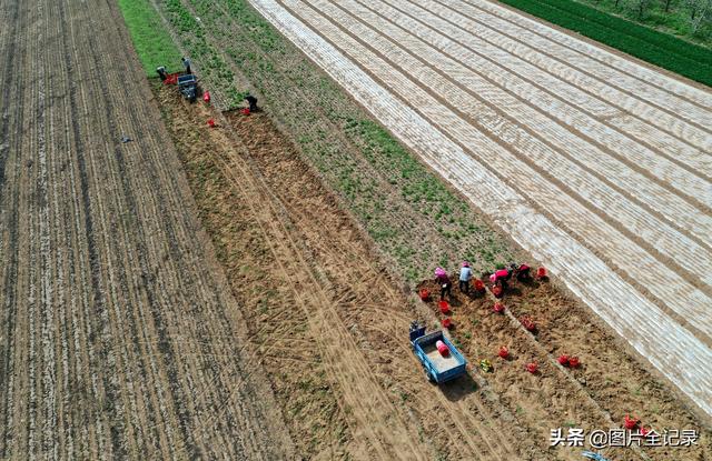 山西襄汾：家庭农场种植中药材500亩，年产值突破200万元