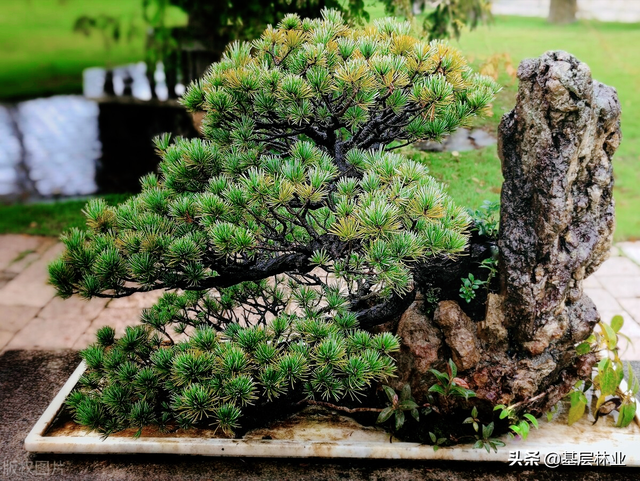 一山黑松一山金，黑松为什么值钱？