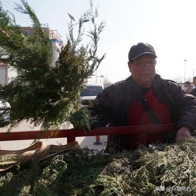 农民大哥种下7亩柏树，弃之不管，10年后成为取之不尽的发财地