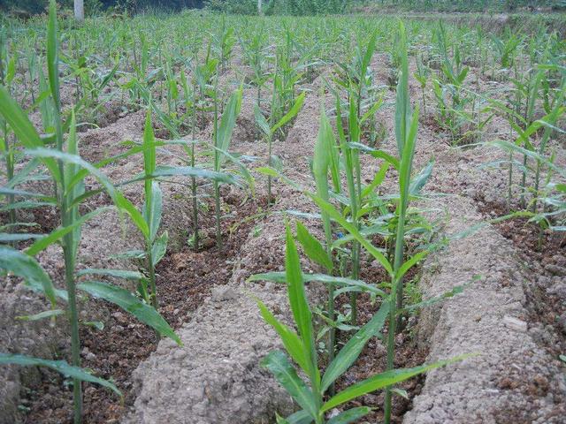 “懒汉菜”阳荷，真的能坐收渔翁？想要高产，需要做好这6个方面