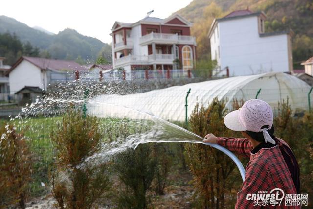 镇安有棵1500年树龄红豆杉 这是成了红豆杉氧吧小镇