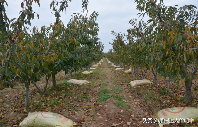 大樱桃栽培管理标准化都有些哪些技术，你学习了解了吗