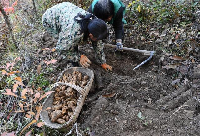 山区野外种植天麻，场地选择是否合理是成败的关键，应注意些啥