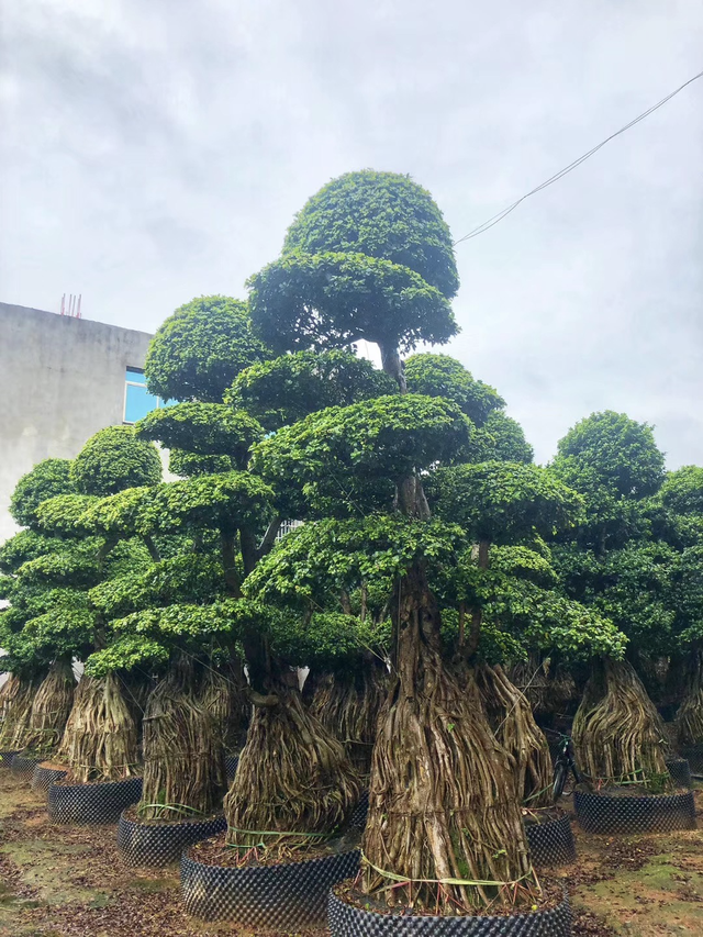 俗话说：要想富先种树，有2种树寿命长，越养价值越高，还镇宅