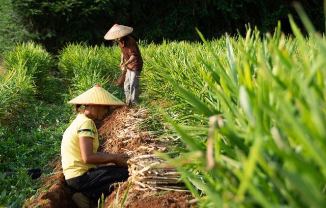 “懒汉菜”阳荷，真的能坐收渔翁？想要高产，需要做好这6个方面