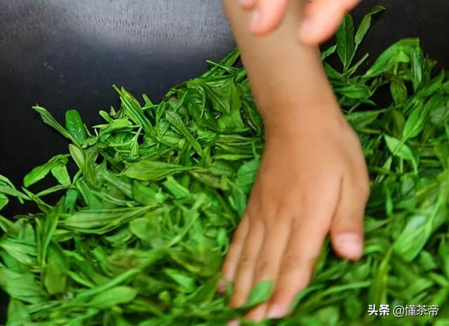 在家种盆茶，好看、好闻还能喝