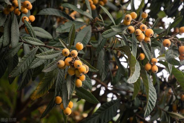 枇杷树的种植方式