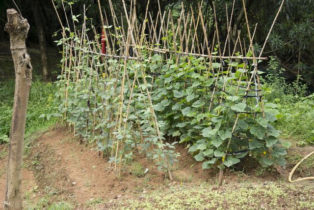 四季豆种植小常识