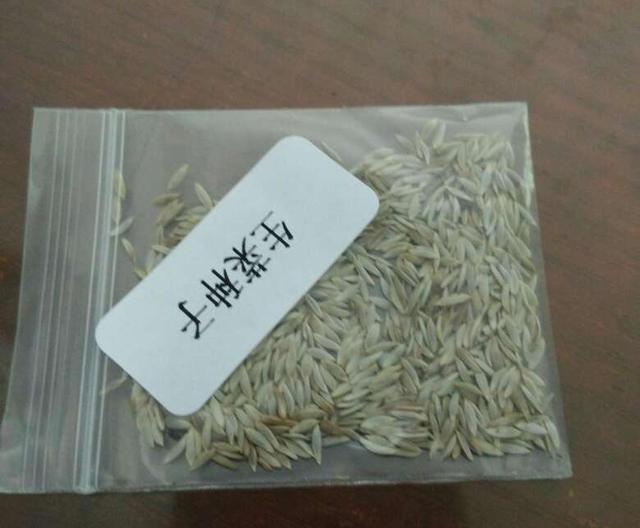 在家种生菜，只需要“3个步骤”，40天就收获，新鲜好吃不断