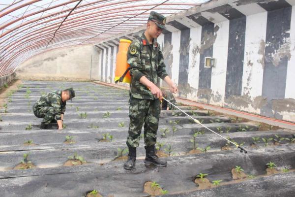 种植三步法，教你打造军营版“开心农场”