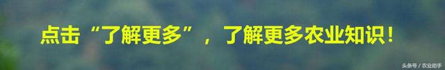 百香果全套施肥技术（汇总版）